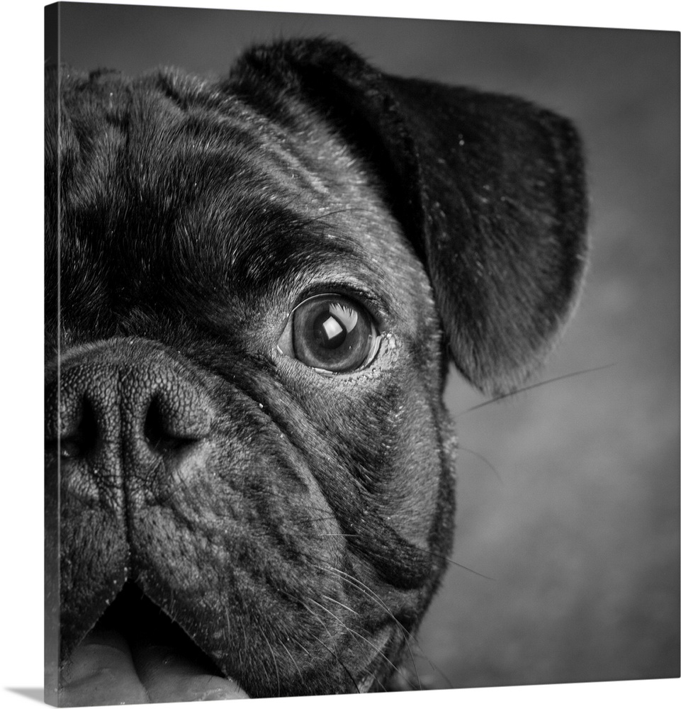 Portrait of pug bulldog mix dog.