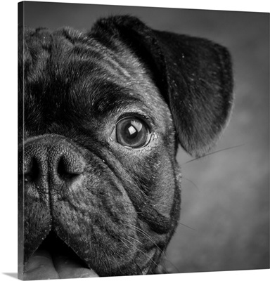 Portrait Of Pug Bulldog Mix Dog