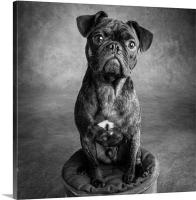 Portrait Of Pug Bulldog Mix Dog