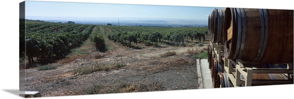 French oak barrels in a vineyard, Portteus Vineyard, Rattlesnake Hills AVA, Yakima County, Washington State, USA