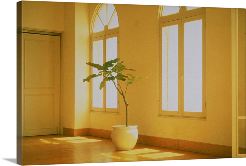 Potted plant in the interior of house