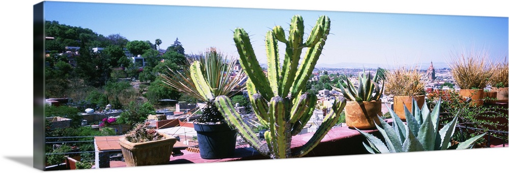 Potted plants on terrace of a building with city in the background, San Miguel De Allende, Guanajuato, Mexico