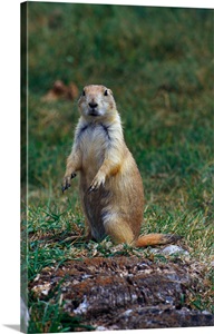 Prairie dog sitting up in grass, looking at camera, North Dakota image thumbnail