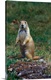 image thumbnail of Prairie dog sitting up in grass, looking at camera, North Dakota