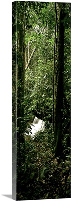 President Figueiredo Rain Forest Amazon Brazil