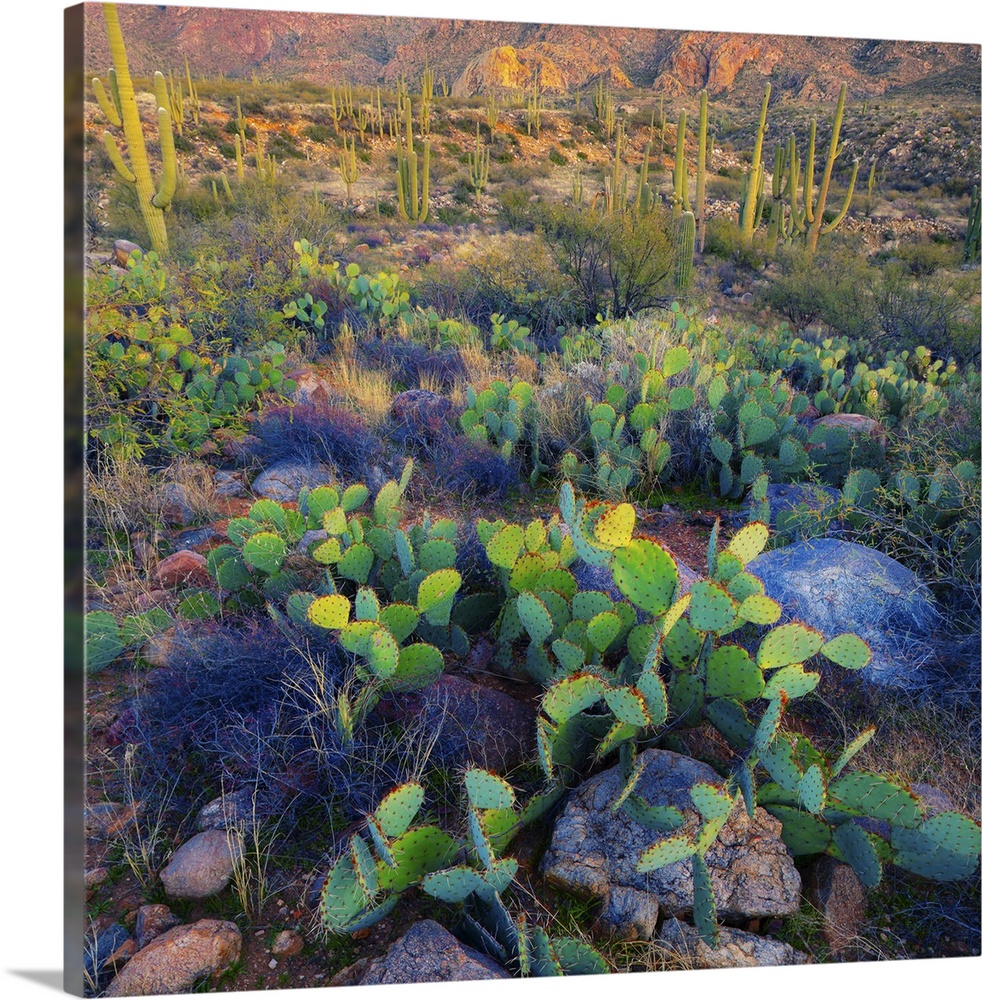Prickly pear and saguaro cacti, Santa Catalina Mountains, Oro Valley, Arizona