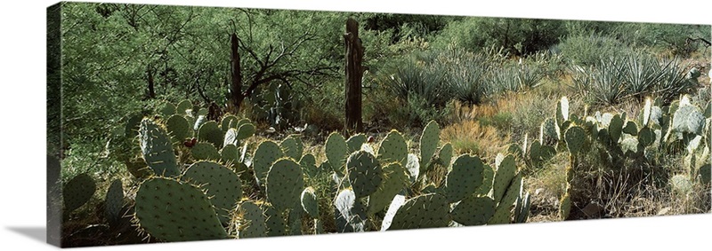 Prickly pear cacti and mesquite plants in a field | Great Big Canvas