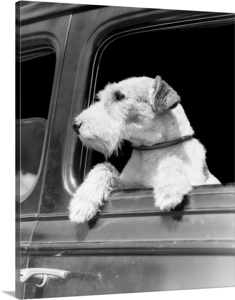 Profile Portrait Of Wire Fox Terrier Dog Looking Out Of Automobile Window.