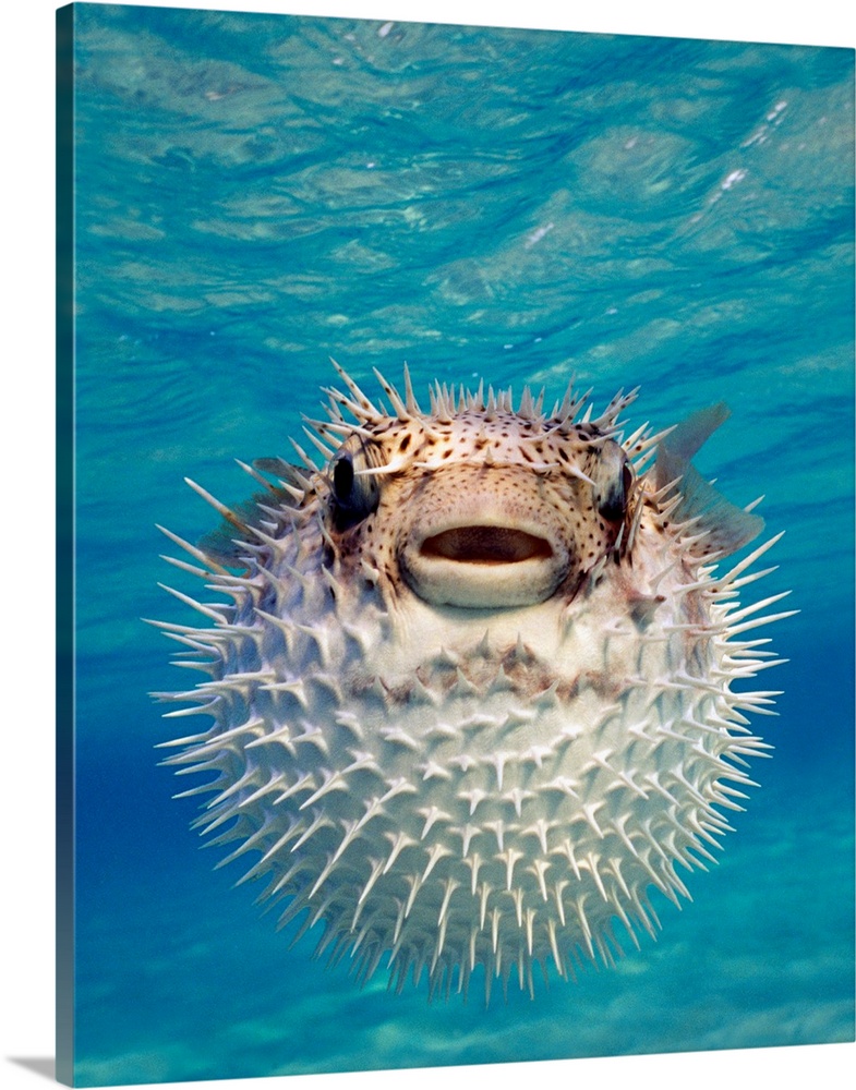 Up close photograph of blow fish underwater.