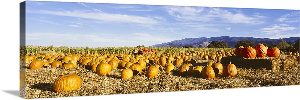 Pumpkins in a field, Santa Ynez Valley, Santa Barbara County, California, USA
