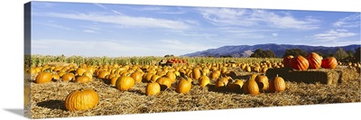 Pumpkins in a field, Santa Ynez Valley, Santa Barbara County, California
