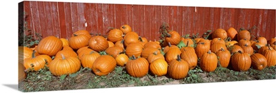 Pumpkins near the wooden fence