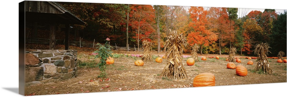 Pumpkins on a field, Connecticut