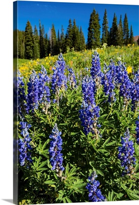 Purple wildflowers growing in a field, Crested Butte, Colorado