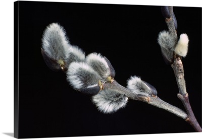 Pussy willow buds, close up, New York