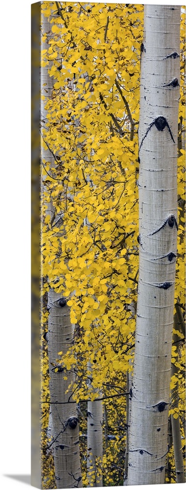 Quaking Aspen (Populus tremuloides) tree, Boulder Mountain, Dixie National Forest, Utah, USA.