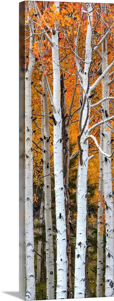 Quaking Aspen (Populus tremuloides) trees, Boulder Mountain, Dixie National Forest, Utah, USA.