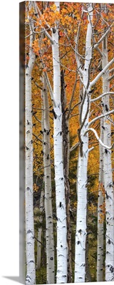 Quaking Aspen (Populus tremuloides) trees, Boulder Mountain, Dixie National Forest, Utah