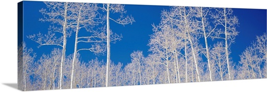 Quaking Aspen Trees In Winter UT Wall Art Canvas Prints Framed Prints 