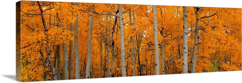 Quaking Aspens Dixie National Forest UT | Great Big Canvas