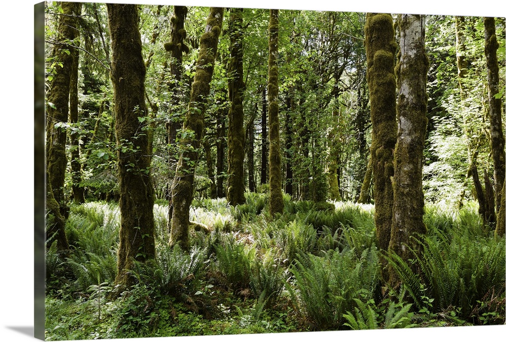 Quinault Rainforest, Olympic National Park, Washington State