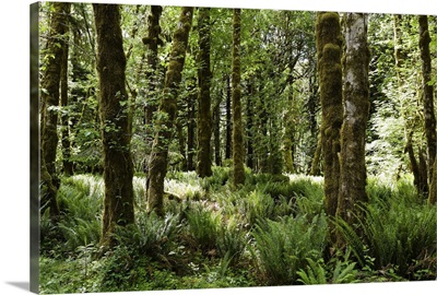 Quinault Rainforest, Olympic National Park, Washington State