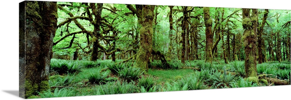 Wide angle photograph on a big wall hanging of a dense, lush green rainforest full of trees covered in moss and surrounded...