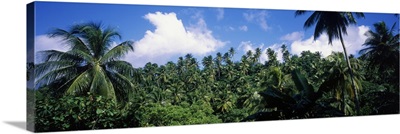 Rain Forest St Lucia West Indies