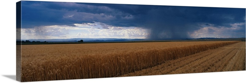 Rain on Wheat Fields CO | Great Big Canvas