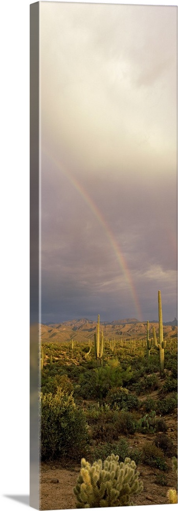Rainbow Sonoron Desert Phoenix AZ