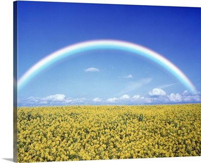 Rainbow spans over a field of yellow flowers