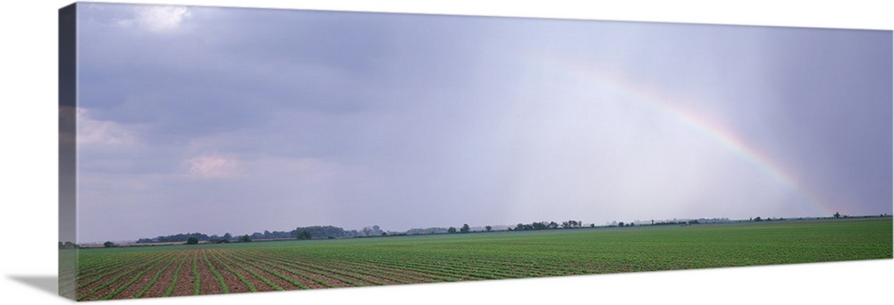 Rainbow & storm ovr soybean field Marion Co IL