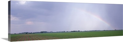 Rainbow & storm ovr soybean field Marion Co IL