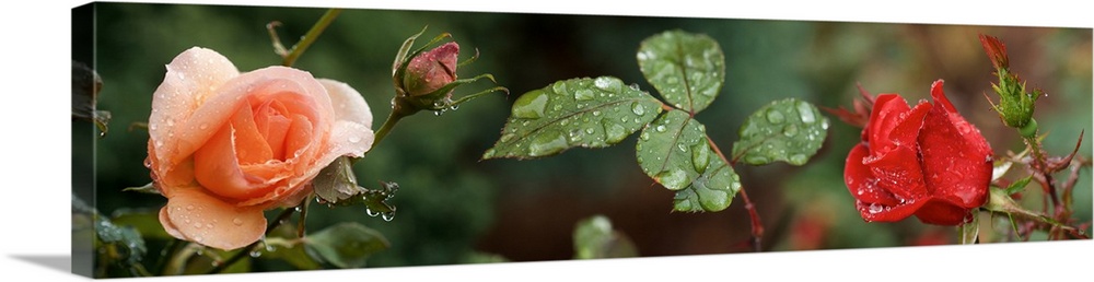 Raindrop on Rose flowers and leaves