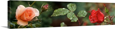 Raindrop on Rose flowers and leaves