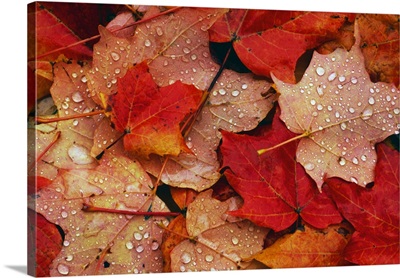 Raindrops On Fallen Autumn Color Maple Tree Leaves