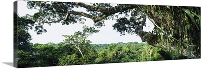 Rainforest Oriente Ecuador