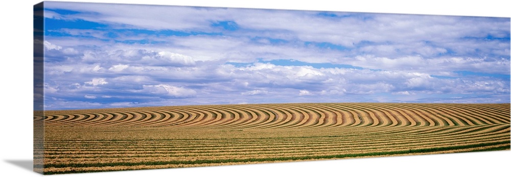Raked alfalfa fields Pasco WA