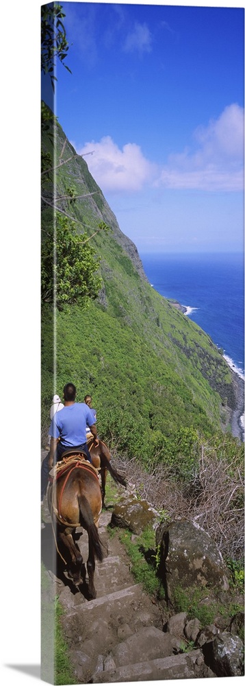 Rear view of a group of men riding mules, Pacific Ocean, Kalaupapa, Molokai, Hawaii