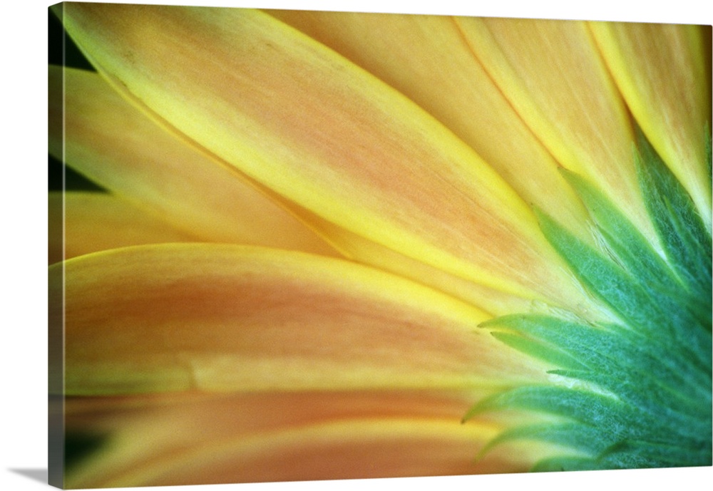 Giant, vertical, close up photograph of the petals of an orange and golden Gerber daisy from behind.