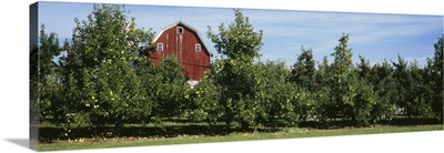 Red Barn Behind Apple Trees, Grand Rapids, Michigan