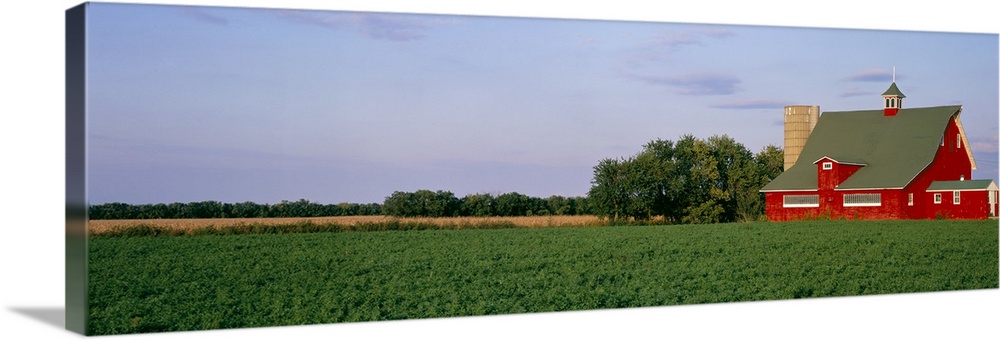 Panoramic image print of a barn in the middle of a crop field.