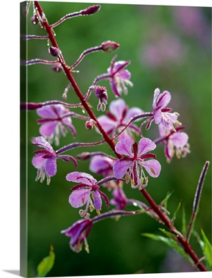Red Fireweed Flower In Bloom