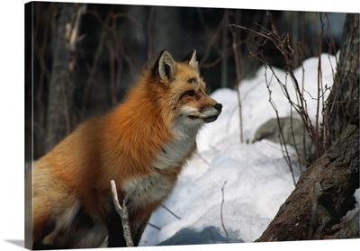Red fox (Vulpes vulpes) in snow, selective focus.