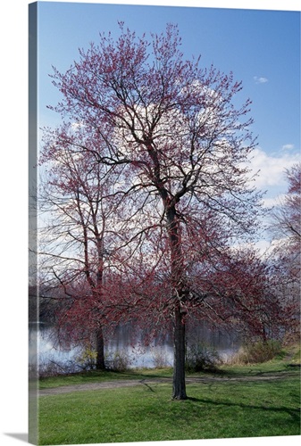 Red maple tree (Acer rubrum) budding in spring, New York | Great Big Canvas