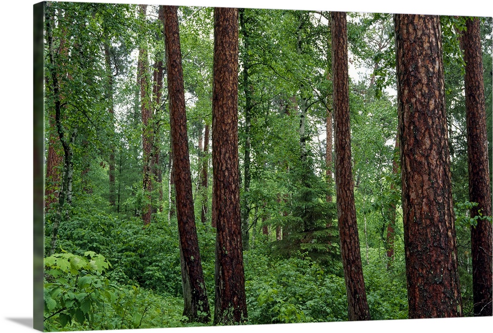 Horizontal, big photograph of red pine trees surrounded by lush green foliage in Preachers Grove, Itaska State Park, Minne...