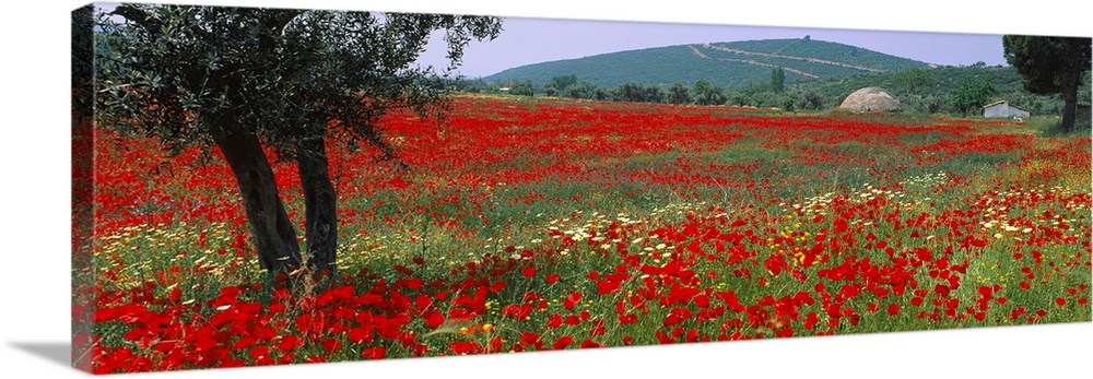 A field amongst hills in an arid climate wildflowers bloom in the grass on this panoramic wall art for the home or office.