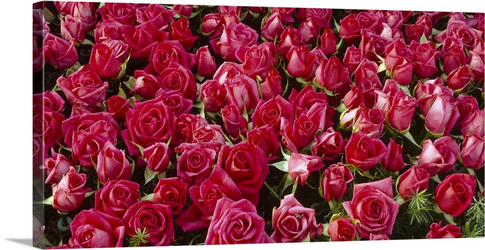 A multitude of dark pink flowers, many with open petals and others still in buds, giving a romantic feel.
