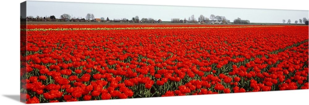 Red Tulip Field Enkhuizen Holland region Netherlands