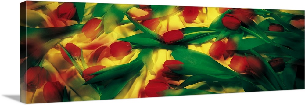 Panoramic soft focus photograph of flowers scattered on top of a bright silky fabric.